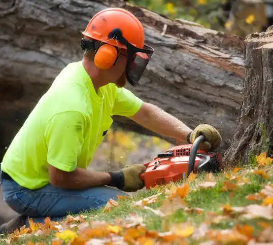 tree services Graceville